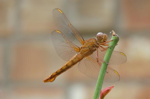 Brown dragonfly
