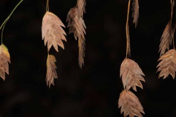 Brown grain petals