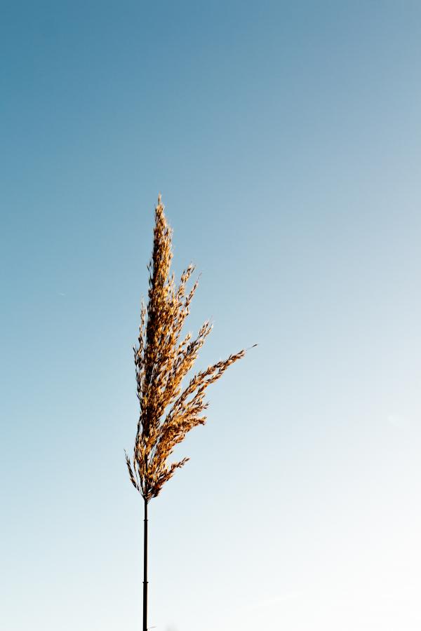 Brown Grain Plant
