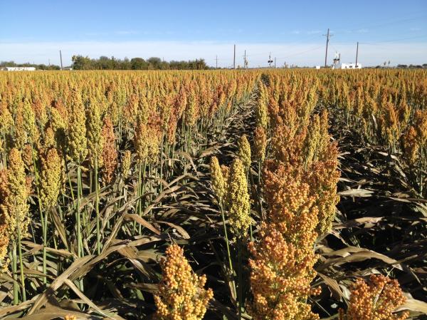 Brown Grain Plant