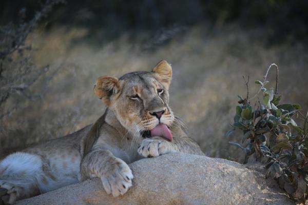 Gray Lioness
