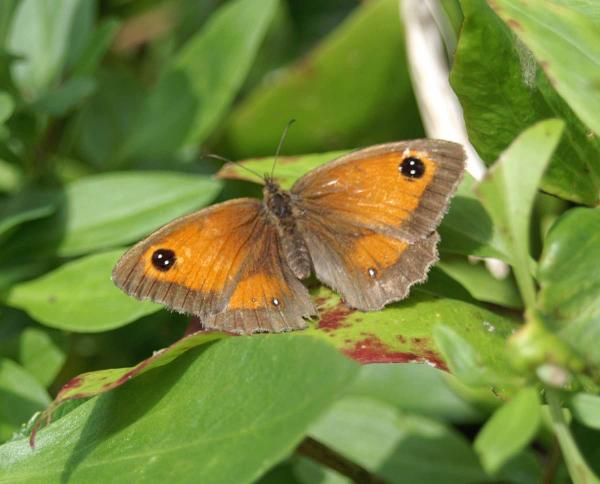 Brown Orange Butterfly