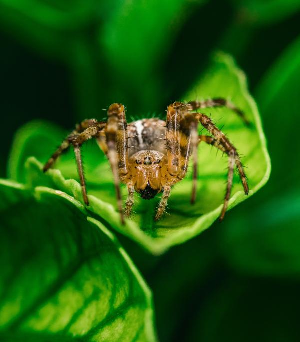 Brown Spider