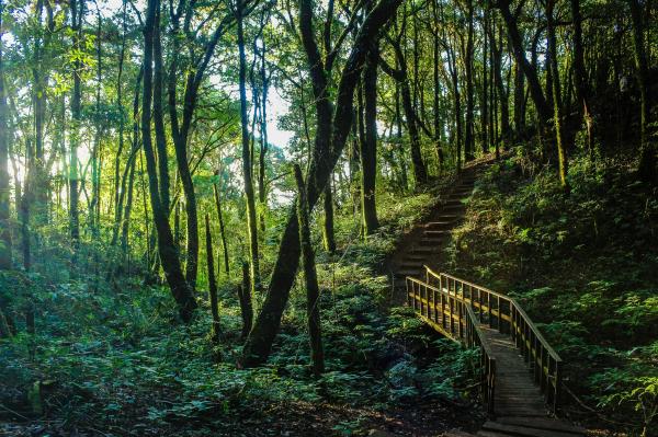 Brown Stair Between Trees
