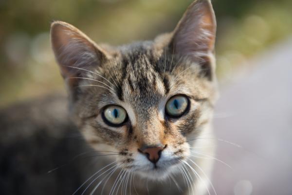 Brown Tabby Cat