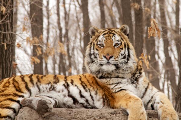 Brown Tiger