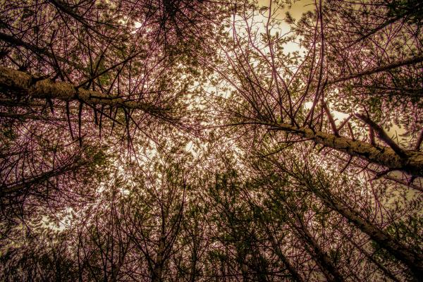 Brown Tree Branches