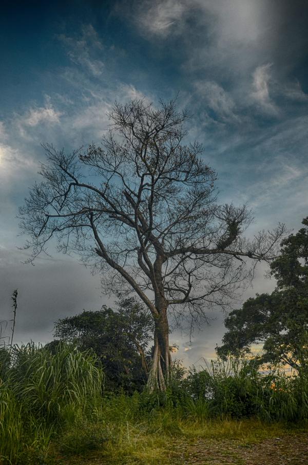 Brown Tree