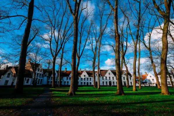 Brown Trees