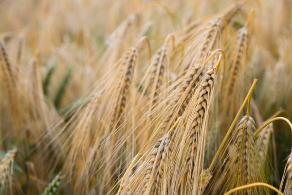Brown Wheat Plant