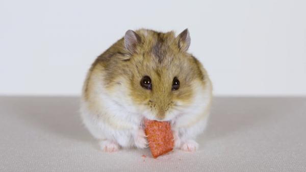 Brown White Hamster