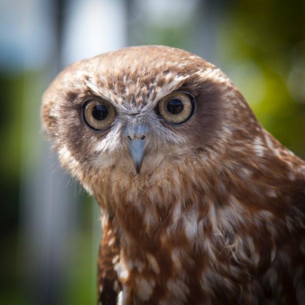 Brown White Owl