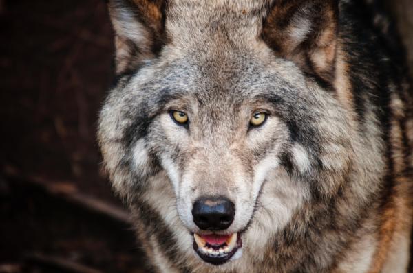 Brown Wolf