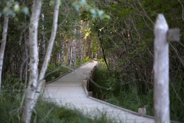 Brown Wooden Dock