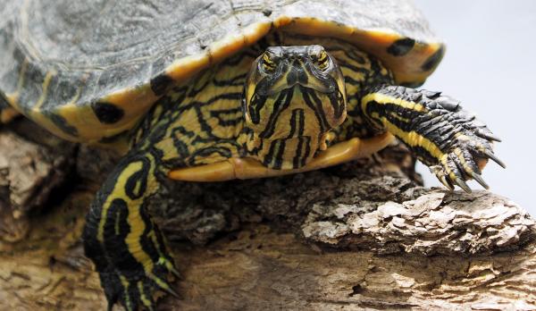 Turtle pet close-up