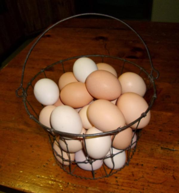 Bucket of Eggs