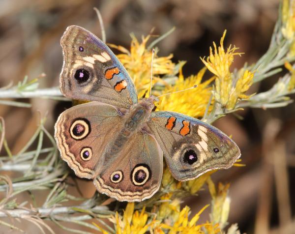 BUCKEYE, TROPICAL (Junonia evarete) (11-7-2014) harshaw creek crossing rabbit brush, santa cruz co, az -02