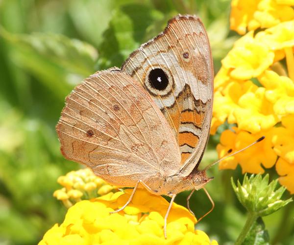 BUCKEYE, TROPICAL (Junonia evarete) (9-28-11) 78 circulo montana, patagonia lake ranch estates, scc, az -03 (2)