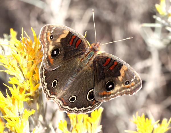 BUCKEYE, TROPICAL (Junonia evarete nigrosuffusa) (10-25-12) harshaw creek rabbitbrush, scc, az (20)