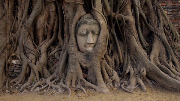 Buddha Roots