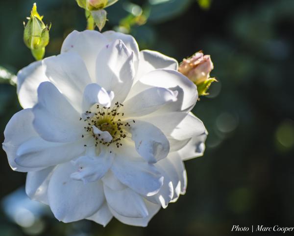 Budding and Blossoming