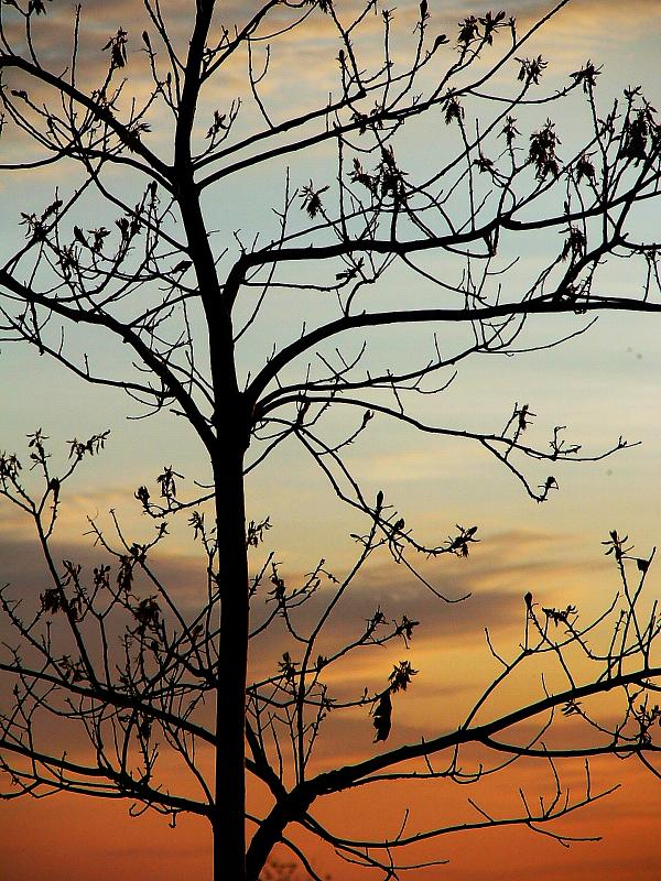 budding tree at sunset