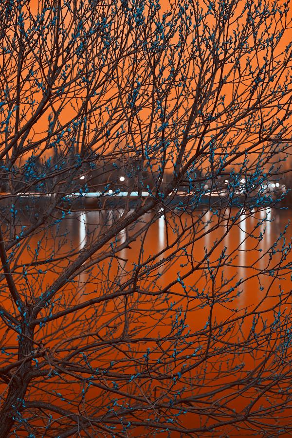 Budding Twilight Spring - Amber Sapphire HDR