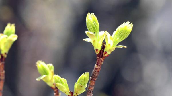 tree buds