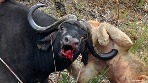 Buffalo