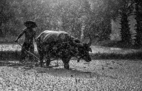 Buffalo in the Field