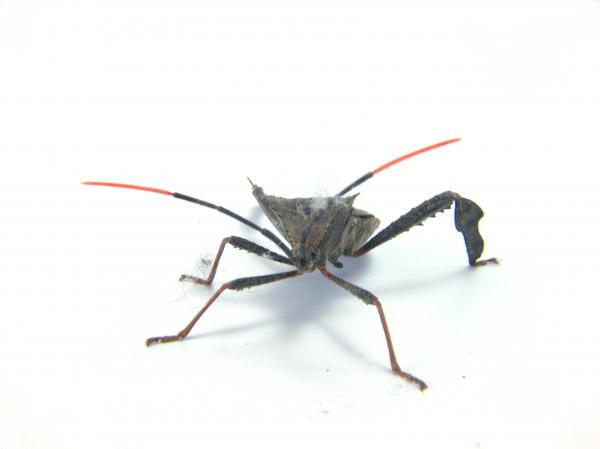 Bug