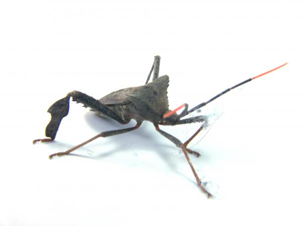 Bug
