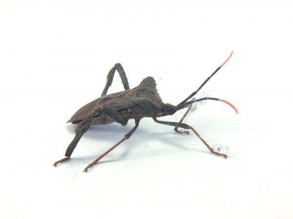 bug