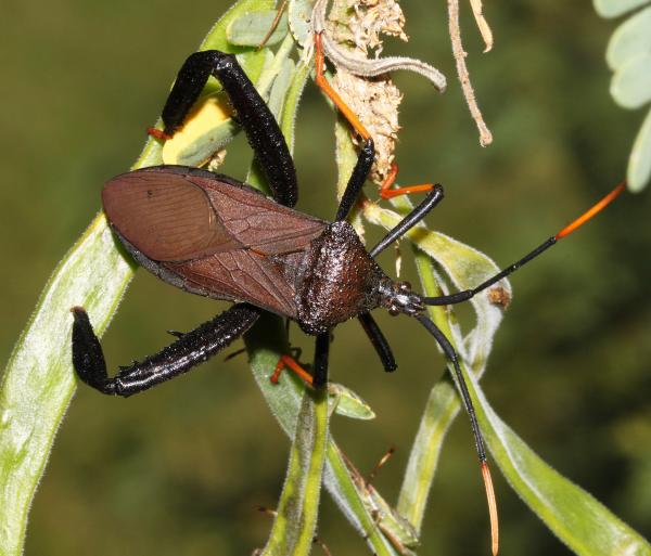 BUG, GIANT AGAVE (Canthocephala thomasi) (9-1-10) french joe cyn, whetstone mts, az -01