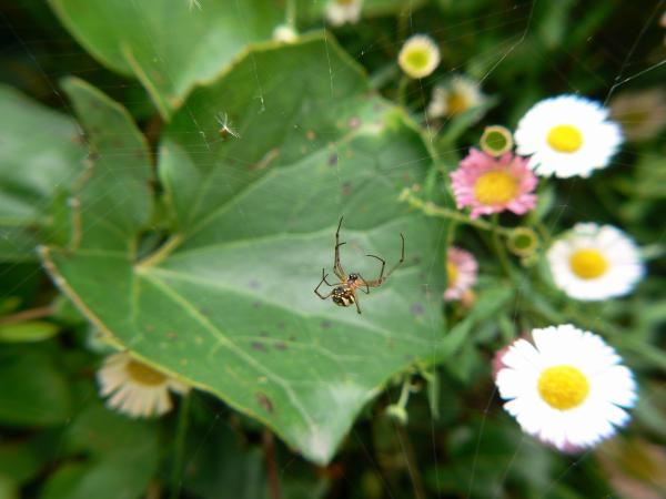 Bug life