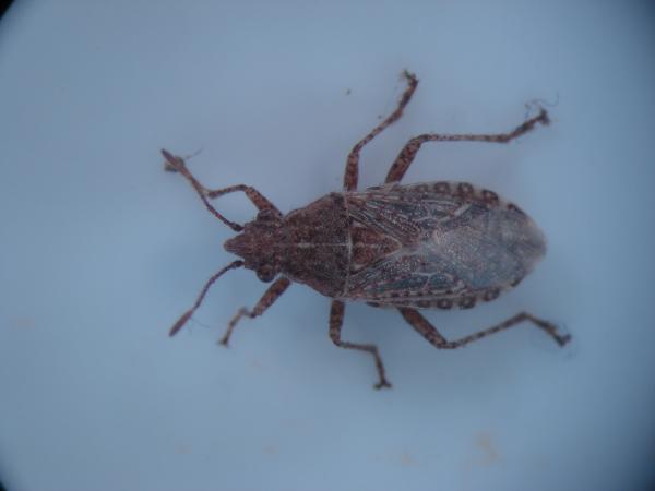 Bug on grass