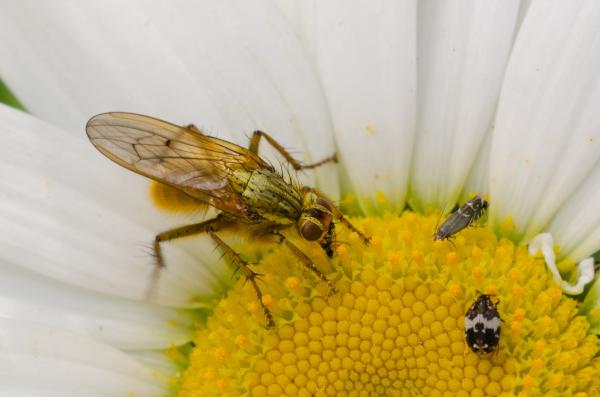 Bug on the Flower