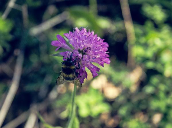 Bug on the flower