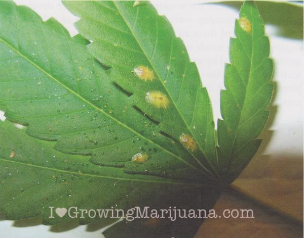 Bug on Weed