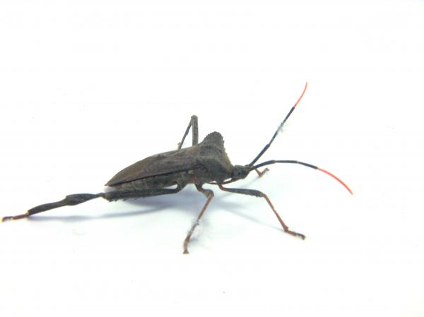 Bug
