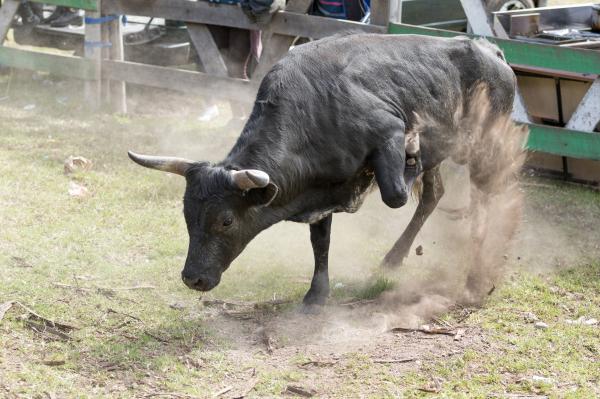 Bull