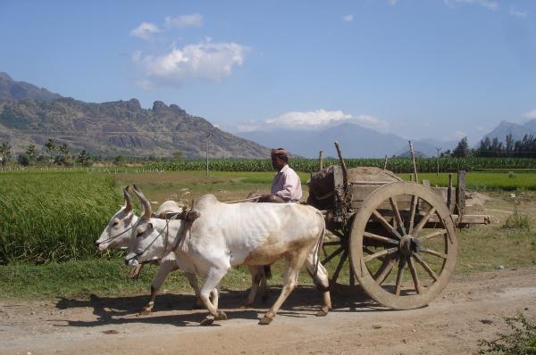Bull cart