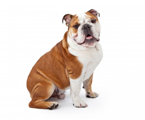 Bull Dog Texture