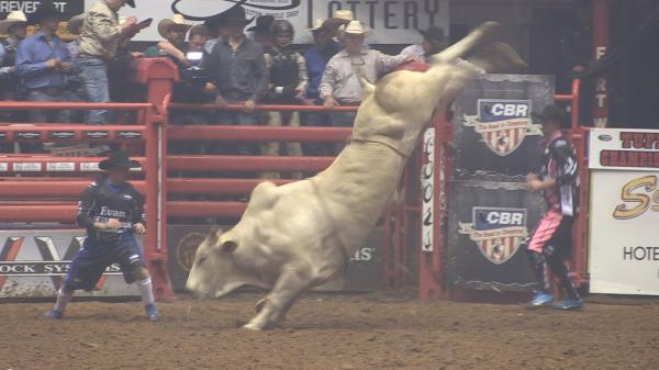 Longhorn Bull Rider