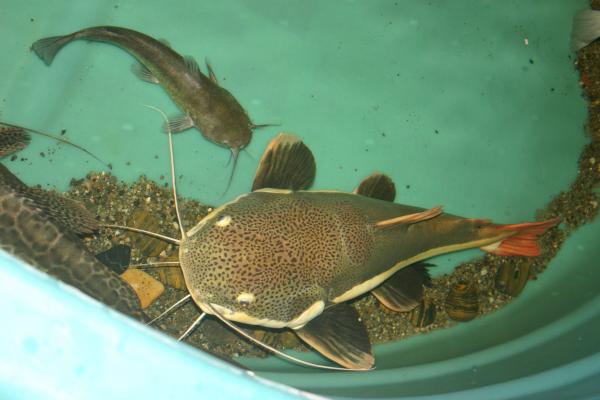 Bullhead meets Redtail Catfish