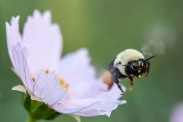 Bumble bee