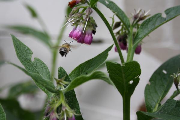 Bumble bee