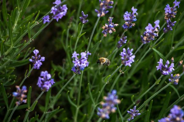 Bumblebee and blue flowers