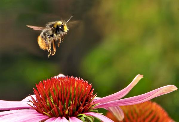 Bumblebee on the Flower