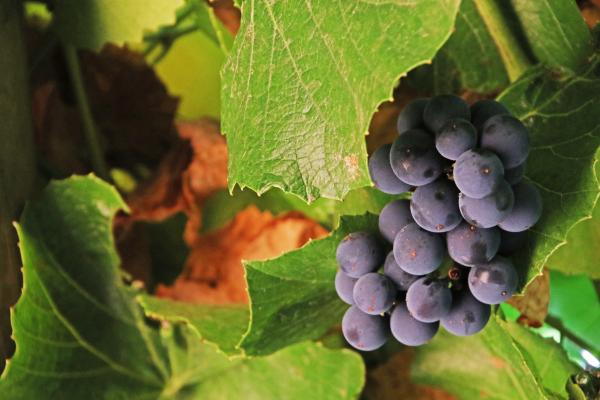 Bunch of black grapes
